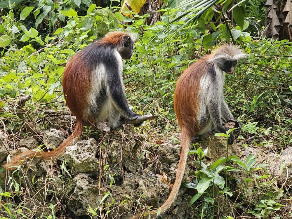 Jozani Forest Wildlife Adventure